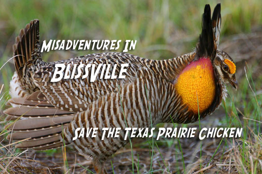 attwaters_prairie_chicken_lynn_mcbride2